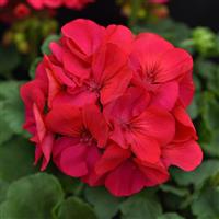 Solera™ Fuchsia Interspecific Geranium
