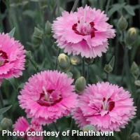Dianthus Pop Star