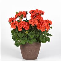 Solera™ Orange Interspecific Geranium