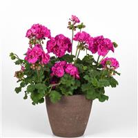 Solera™ Purple Interspecific Geranium