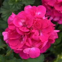 Solera™ Watermelon Interspecific Geranium