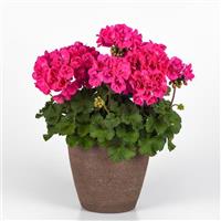 Solera™ Watermelon Interspecific Geranium