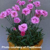Dianthus Pop Star