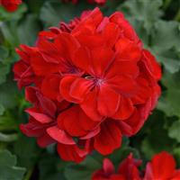Solera™ Dark Red Interspecific Geranium