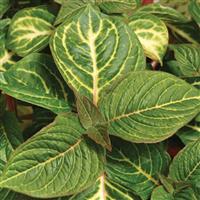 Blazin’ Lime Iresine