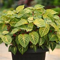 Blazin’ Lime Iresine