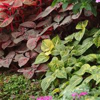 Blazin’ Lime Iresine