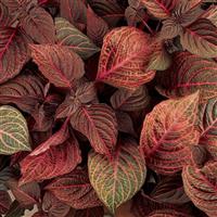 Blazin’ Rose Iresine