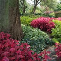 Blazin’ Rose Iresine