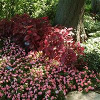 Blazin’ Rose Iresine