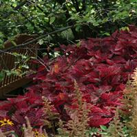 Blazin’ Rose Iresine