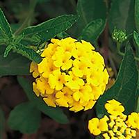 New Gold Lantana