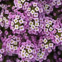 Easy Breezy™ Pink Lobularia