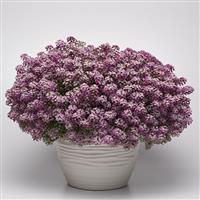 Easy Breezy™ Pink Lobularia