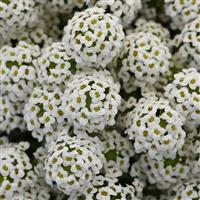Easy Breezy™ White Lobularia