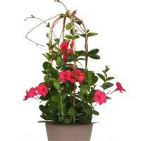 Tropica™ Unico Fuchsia Mandevilla