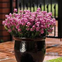 Aromatica™ Rose Pink Nemesia