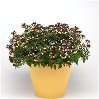 SunGlow™ Yellow Bicolor Nemesia