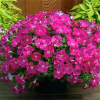 SuperCal<sup>®</sup> Rose Petchoa