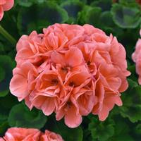 Dynamo™ Salmon Zonal Geranium