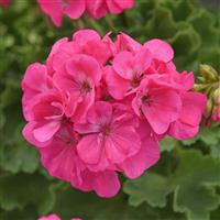 Dynamo™ Hot Pink 26 Zonal Geranium