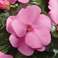 Celebration Pink New Guinea Impatiens