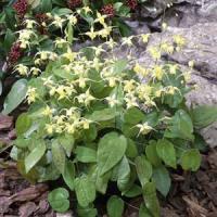 Epimedium Flowers Of Sulphur
