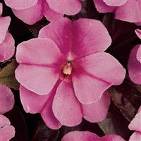 Celebration Purple Star New Guinea Impatiens