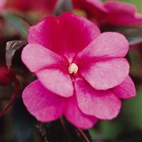 Celebration Rose Star New Guinea Impatiens