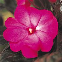 Celebration Electric Rose New Guinea Impatiens