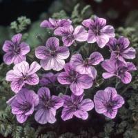 Erodium Freedom