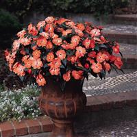 Celebration Tropical Peach New Guinea Impatiens