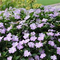 Celebration Icy Blue New Guinea Impatiens