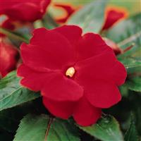 Celebration Deep Red New Guinea Impatiens