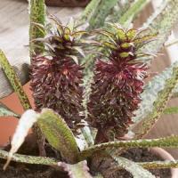 Eucomis Vandermerwei Octopus