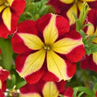 Cherry Tartwheel Petunia