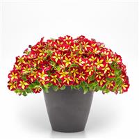 Cherry Tartwheel Petunia