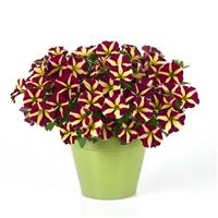 Lemonberry Petunia
