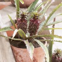 Eucomis Vandermerwei Octopus