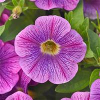 Purple Fantasy Petunia