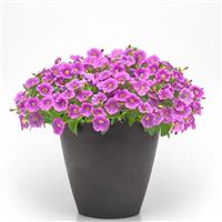 Purple Fantasy Petunia