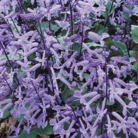 Mona Lavender Plectranthus