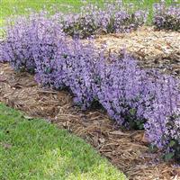 Mona Lavender Plectranthus
