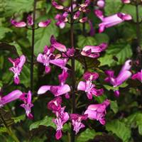 Mona Magenta Plectranthus