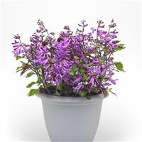 Mona Purple Plectranthus