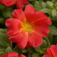 RíoGrande™ Red Purslane