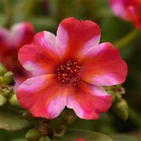 RíoGrande™ Frosted Strawberry Purslane