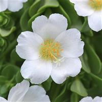 RíoGrande™ White 26 Purslane