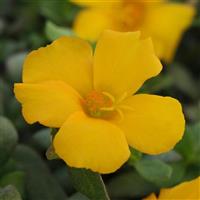 RíoGrande™ Yellow 26 Purslane