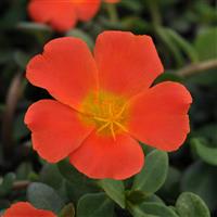 RíoGrande™ Orange 26 Purslane